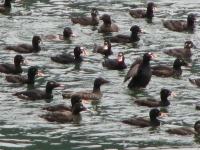 Diving birds